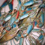 Bagaimana Budidaya Lobster Air Tawar